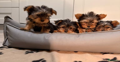 Yorkshire Terrier dogs - Advert 3