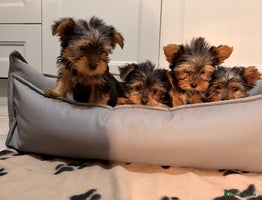 Yorkshire Terrier dogs - Advert 3