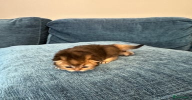 British Longhair cats - Advert 7