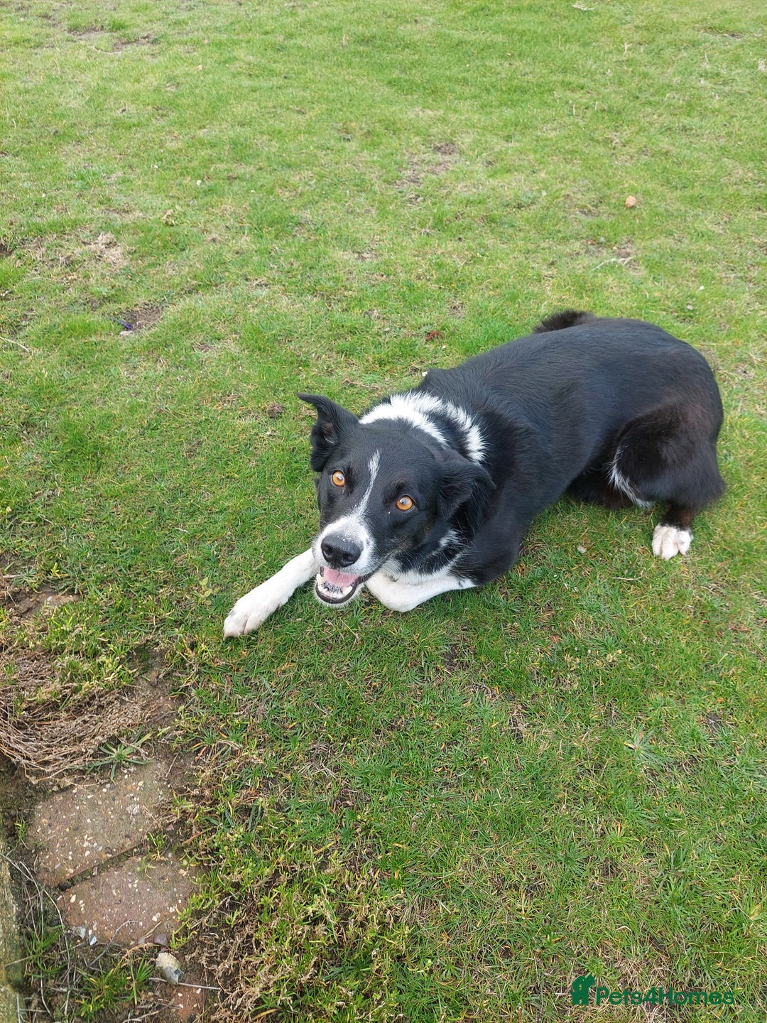 Border Collie dogs for sale: Female Short Hair Border Collie - Advert 13