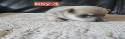Chihuahua dogs for sale: 5 chiuaua baby boys - Advert 20