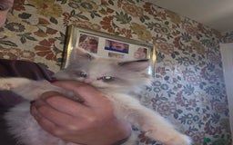 Maine Coon cats for sale: Mainecoon/ragdoll - Advert 8