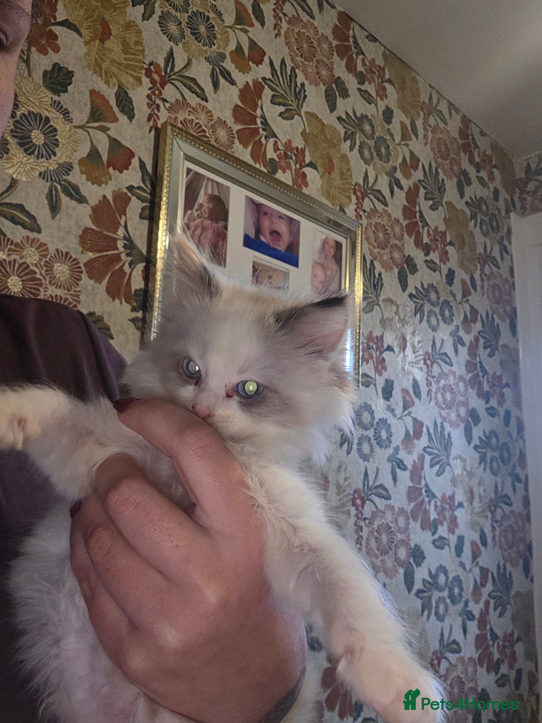 Maine Coon cats for sale: Mainecoon/ragdoll - Advert 8