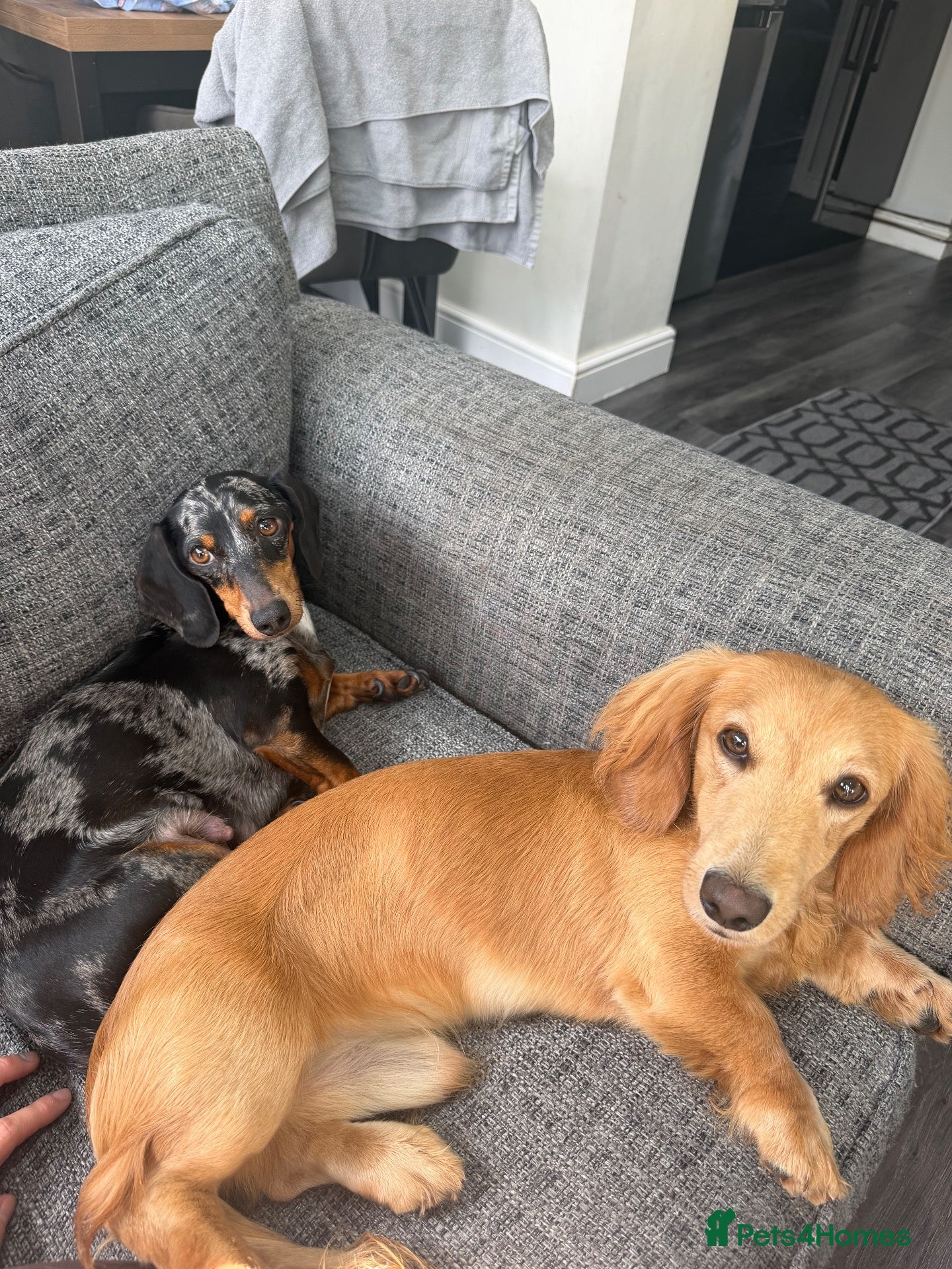 Dachshund dogs dachshund puppies For sale  - Advert 2