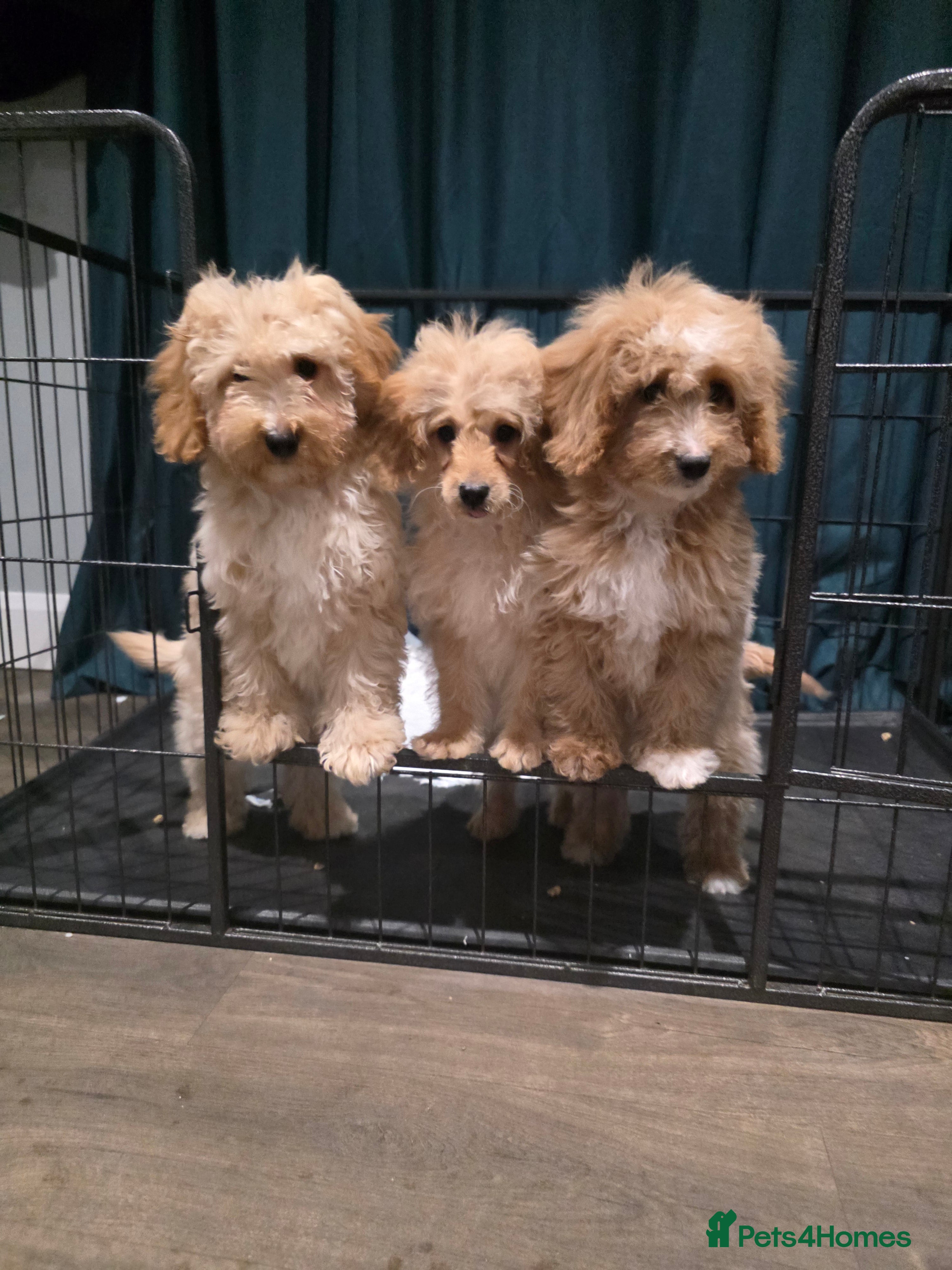 Cockapoo dogs Adorable cockapoo pups ready to go 🐾🐶 - Advert 2