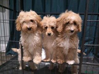 Cockapoo dogs Adorable cockapoo pups ready to go 🐾🐶 - Advert 1