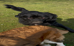 Mixed Breed dogs for sale: Beautiful chow x Newfoundland puppies - Image 8