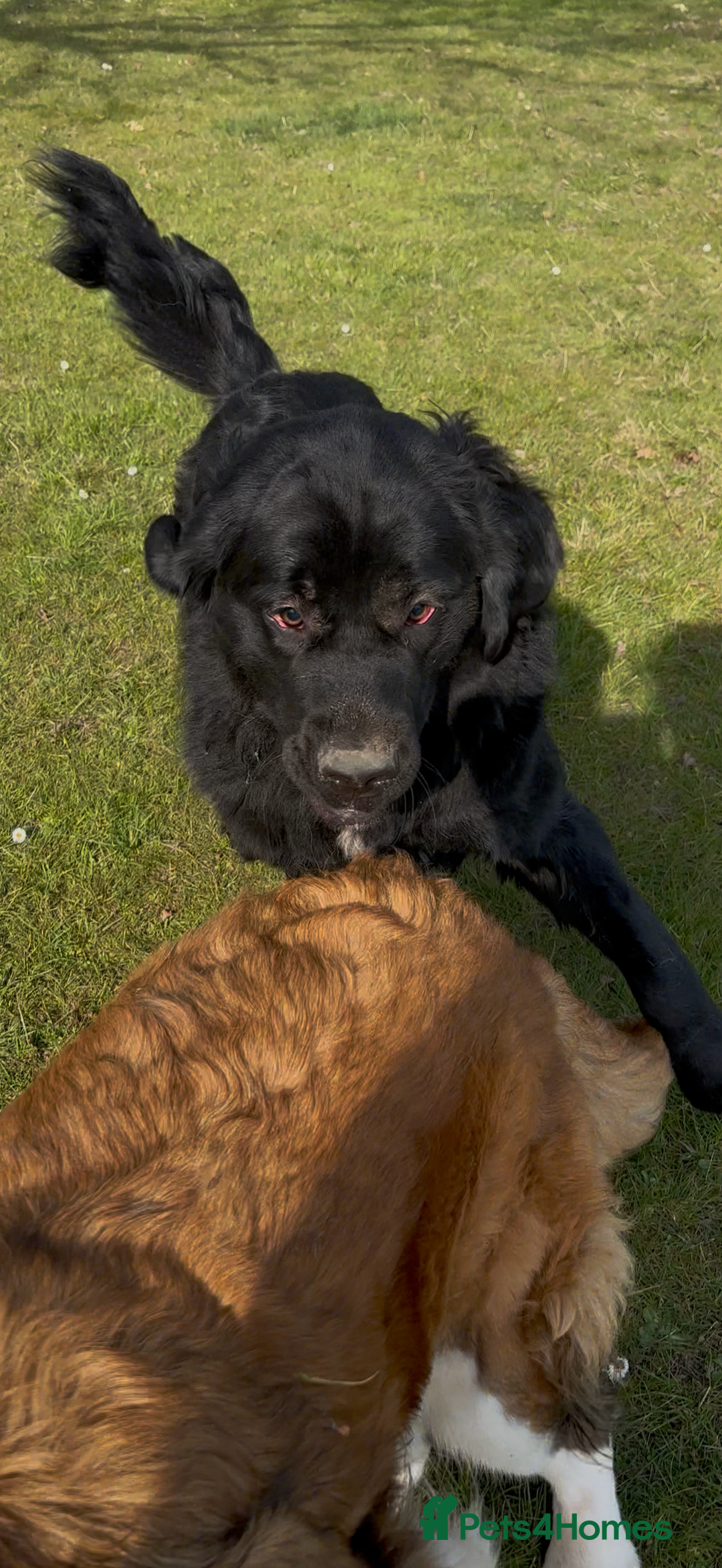 Mixed Breed dogs for sale: Beautiful chow x Newfoundland puppies - Image 8