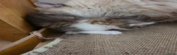 Siberian cats for sale: Pure gorgeous Siberian Kittens  - Advert 16