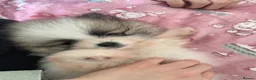 Pomeranian dogs for sale: KC reg Beautiful Teddy bear Pomeranian girls - Advert 14