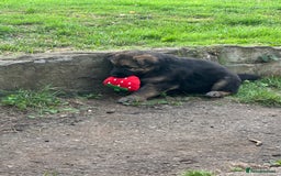German Shepherd dogs for sale: German shepherd puppies  - Image 15