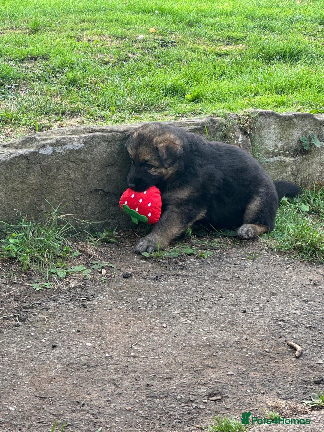 German Shepherd dogs for sale: German shepherd puppies  - Image 15