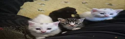 Mixed Breed cats for sale: 5 little kittens - Advert 20