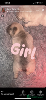 French Bulldog dogs - Advert 11