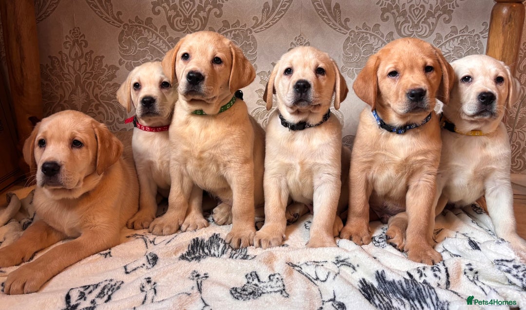 Labrador Retriever dogs for sale: Traditional english show type labrador puppies  - Image 1
