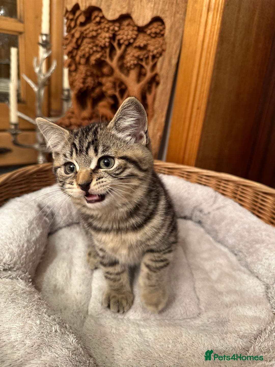 British Shorthair cats for sale: British Shorthair Chocolate Spotted Kittens - Advert 18