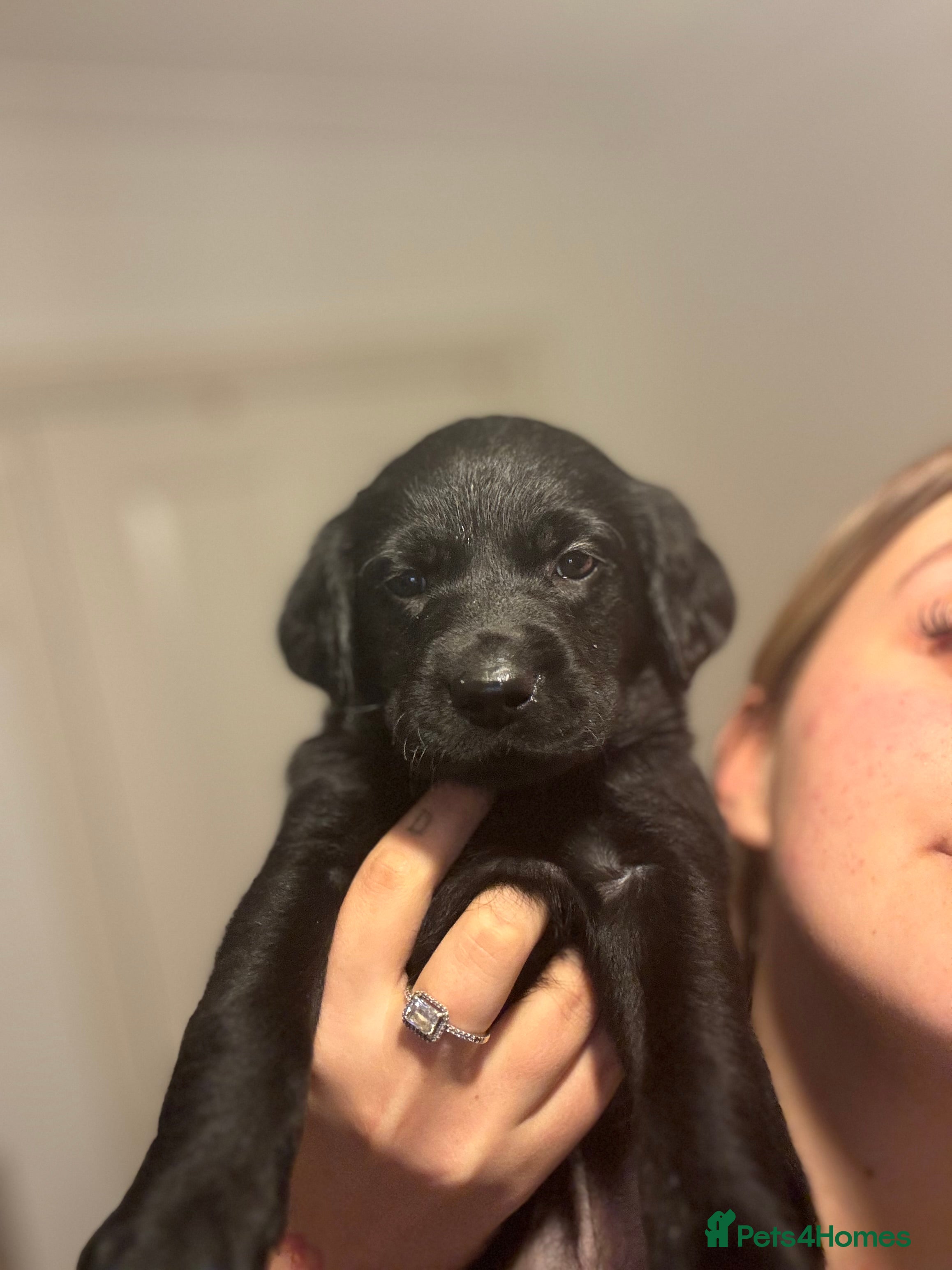 Labrador Retriever dogs 4 Gorgeous Puppies Left 🐾 Loving Homes Wanted - Advert 2