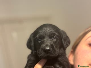 Labrador Retriever dogs 4 Gorgeous Puppies Left 🐾 Loving Homes Wanted - Advert 2