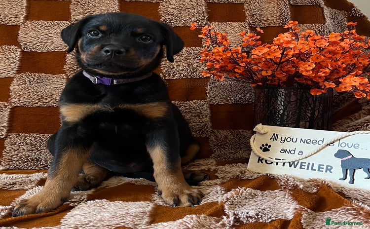 Rottweiler dogs - Advert 3