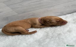 Labrador Retriever dogs for sale: Fox Red Lab Pups 🐶🩵 - Image 6