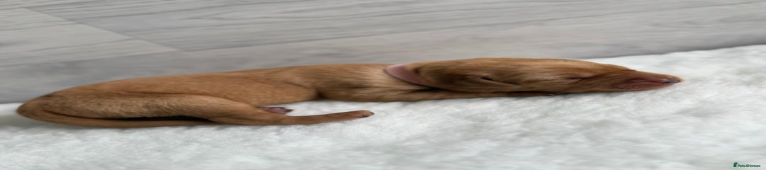 Labrador Retriever Puppy 2