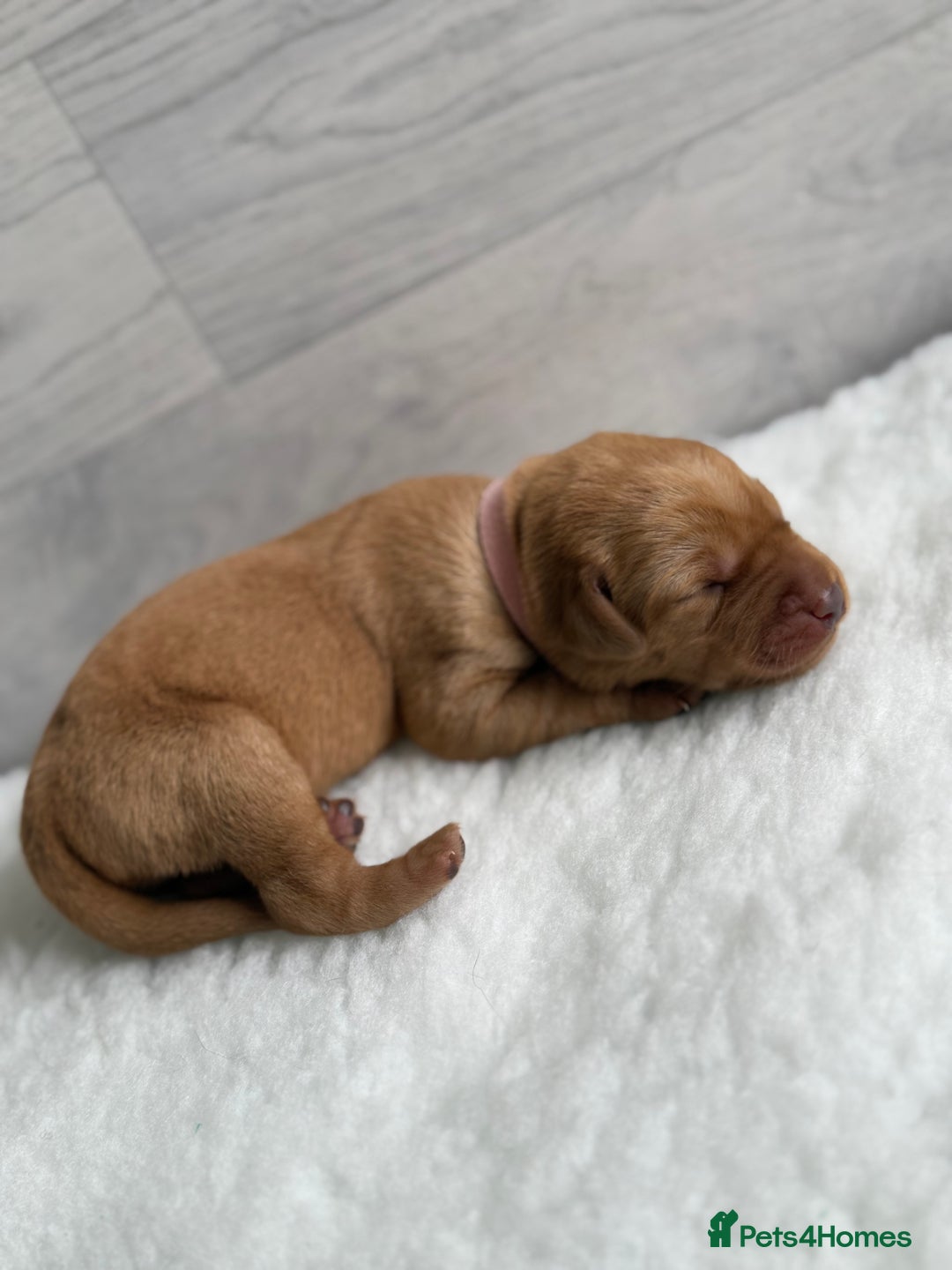 Labrador Retriever dogs for sale: Fox Red Lab Pups 🐶🩵 - Image 6