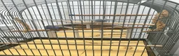 Budgerigars birds for sale: Breeding pair of budgies  in Houghton le Spring - Advert 2