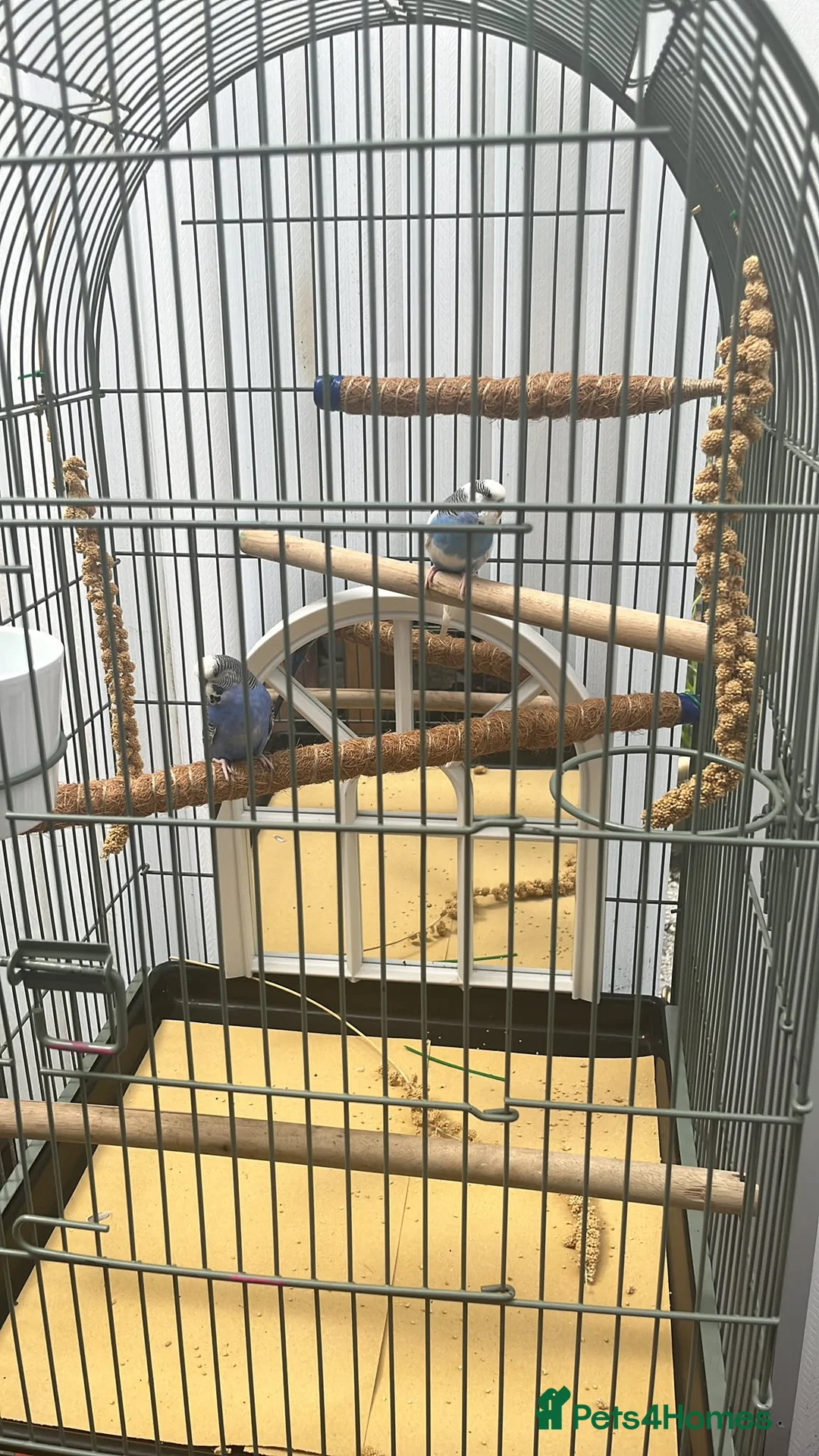 Budgerigars birds for sale: Breeding pair of budgies  in Houghton le Spring - Advert 2