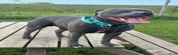 Staffordshire Bull Terrier dogs for stud: KC Registered Blue Staff Stud - Advert 2