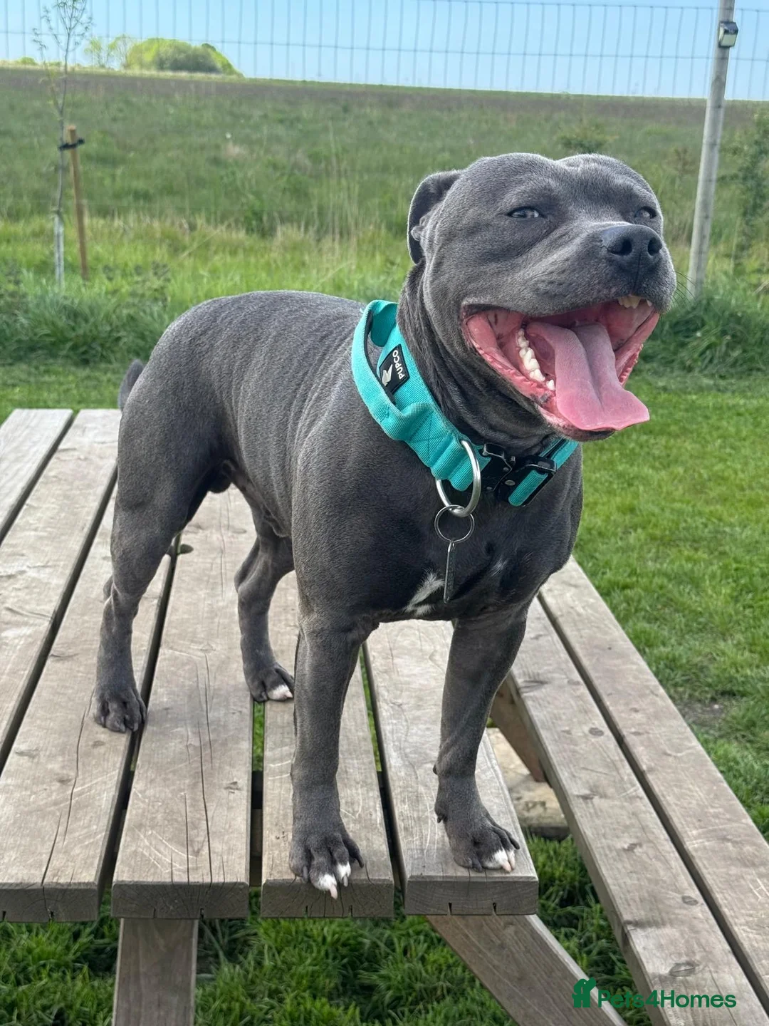 Staffordshire Bull Terrier dogs for stud: KC Registered Blue Staff Stud - Advert 2