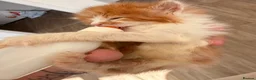 Mixed Breed cats for sale: Kittens  - Advert 7