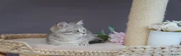 Munchkin cats for sale: ⚜️Rare munchkins⚜️ - Advert 5
