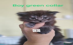Maine Coon cats for sale: Absolutelly gorgeous kittens  - Image 13