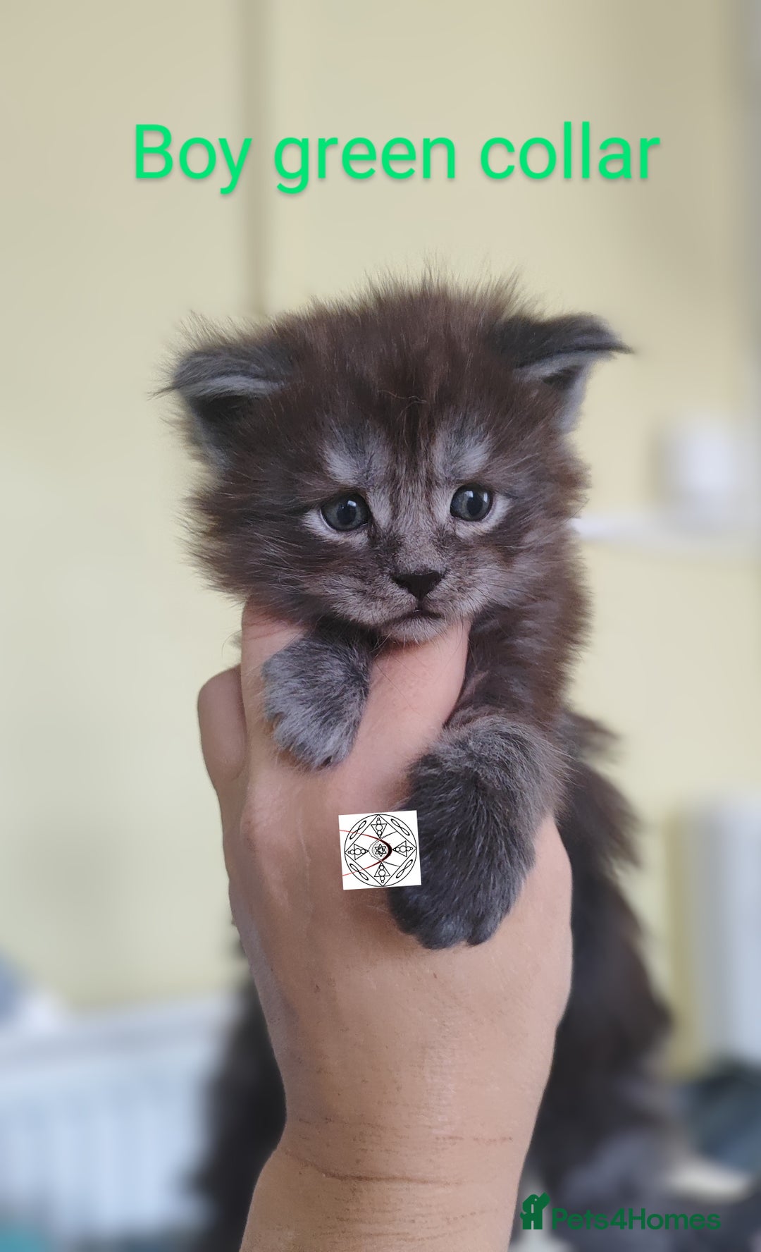 Maine Coon cats for sale: Absolutelly gorgeous kittens  - Image 13