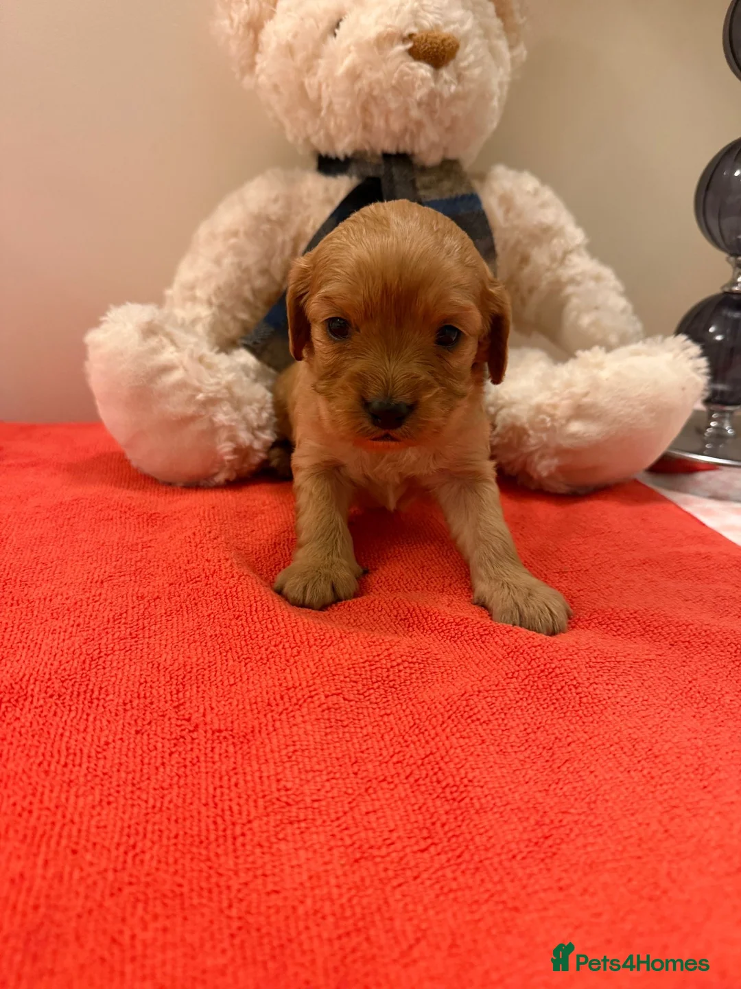 Cavapoo dogs for sale: Adorable Cavapoo in Heathfield - Advert 1