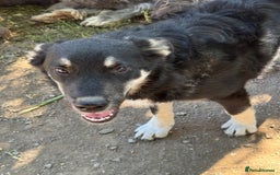 Mixed Breed dogs for adoption: GIZMO - a Lovely young boy for a Loving Home - Image 15