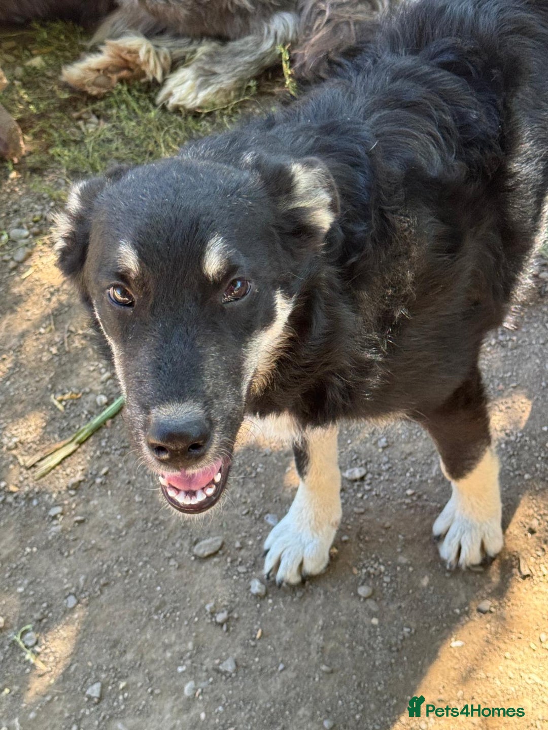 Mixed Breed dogs for adoption: GIZMO - a Lovely young boy for a Loving Home - Image 15