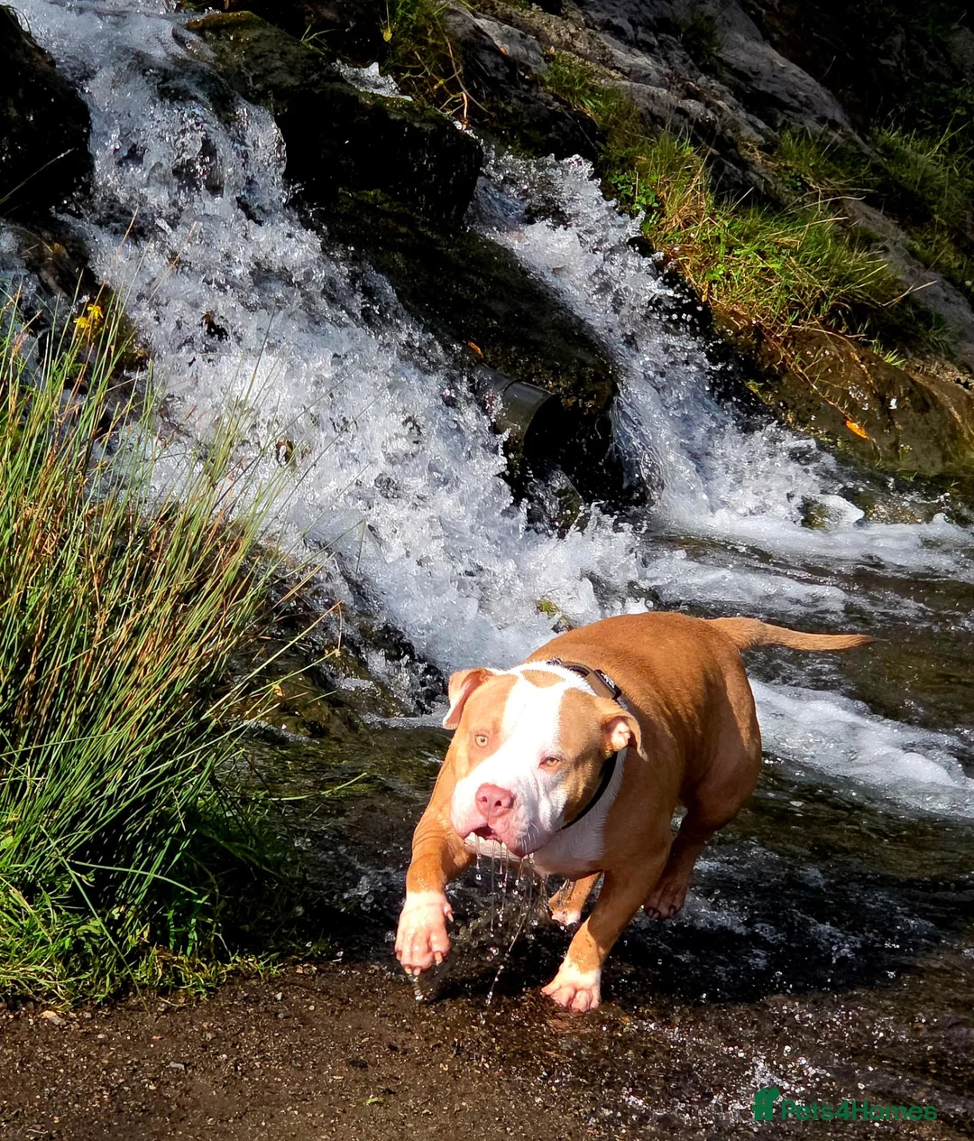 Mixed Breed dogs for sale: POCKET BULLY X STAFF in Bridgend - Advert 3
