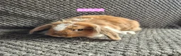 Mini Lion Lop rabbits for sale: Mini Lion Lop Bunnies - Advert 12