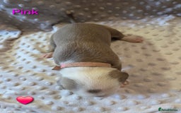 Mixed Breed dogs for sale: Old english bulldross cross american bulldog 😍❤️  - Advert 22