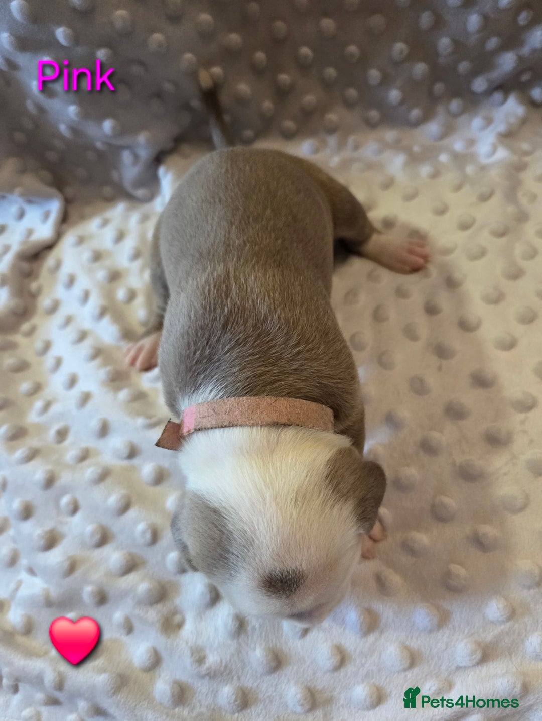 Mixed Breed dogs for sale: Old english bulldross cross american bulldog 😍❤️  - Advert 22