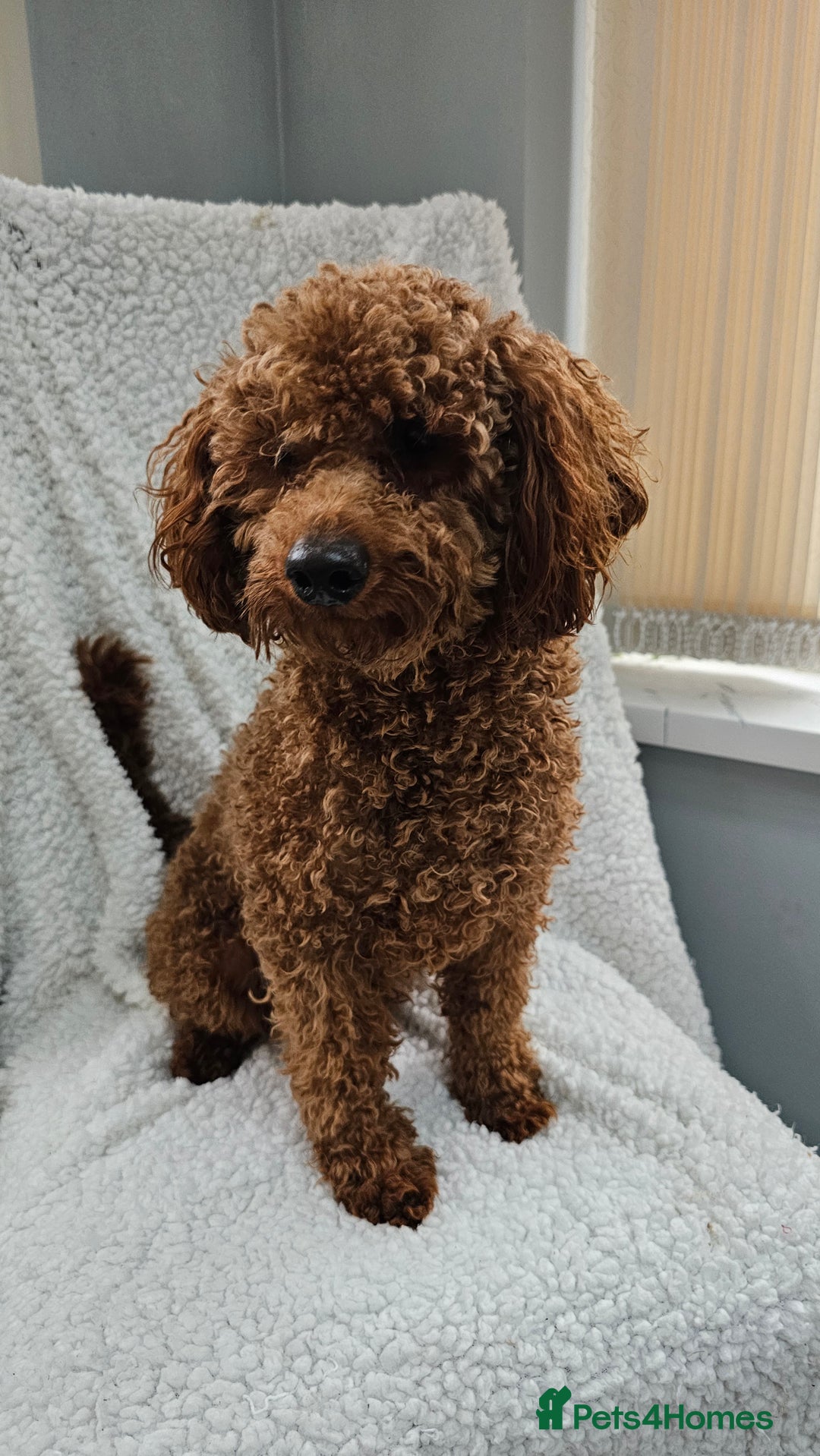 Toy Poodle dogs for sale: Leo sweet boy - Image 4