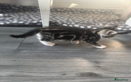 British Longhair cats for sale: two fluffy tabby’s🥹 - Image 4