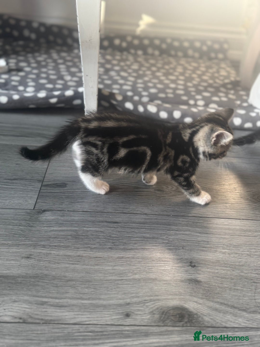 British Longhair cats for sale: two fluffy tabby’s🥹 - Image 4