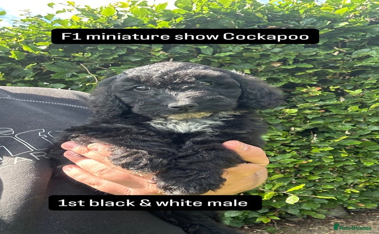 Cockapoo dogs - Advert 17