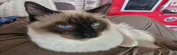 Ragdoll cats for sale: Simba in Paisley - Advert 5