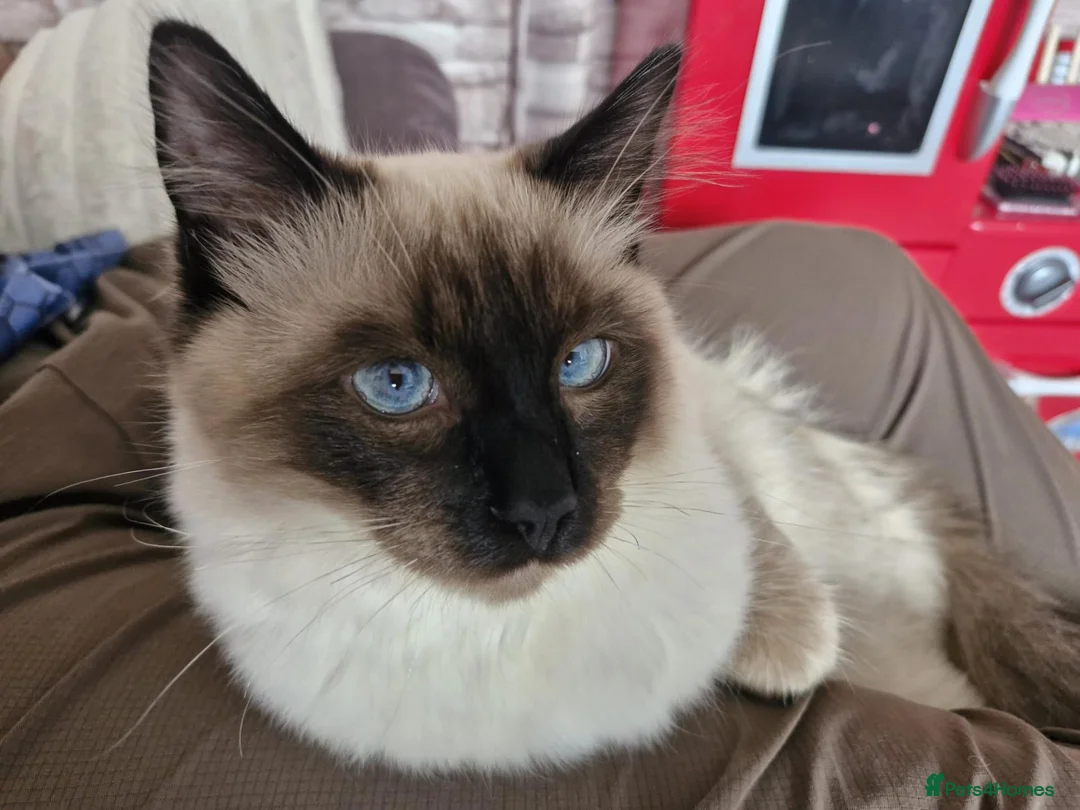 Ragdoll cats for sale: Simba in Paisley - Advert 5