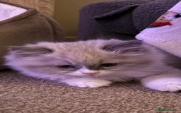 Ragdoll cats for sale: Ragdoll kitten  - Advert 5