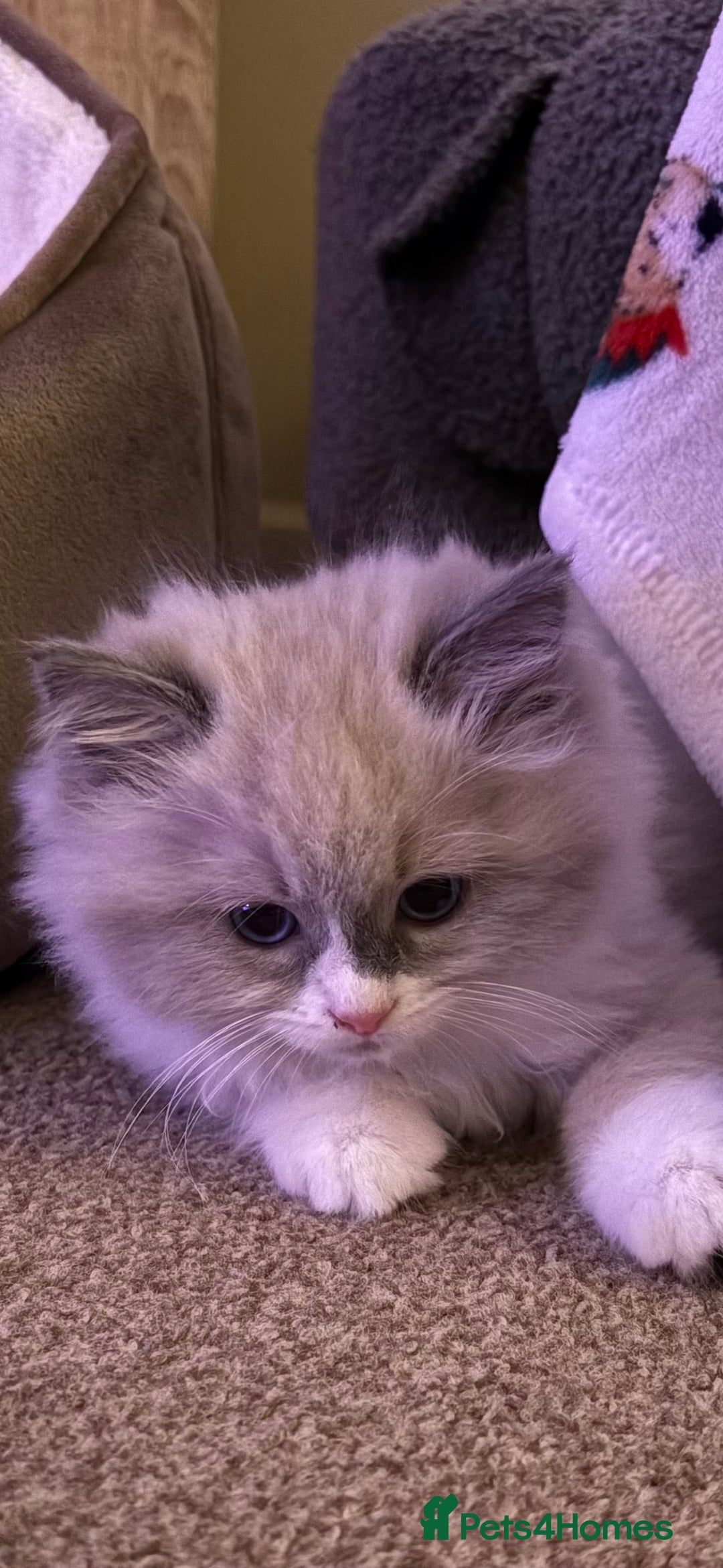 Ragdoll cats for sale: Ragdoll kitten  - Advert 5