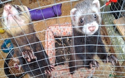 Ferret rodents for sale: Male (hob) ferret - Image 5